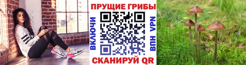 наркота  Уржум  Псилоцибиновые грибы ЛСД 